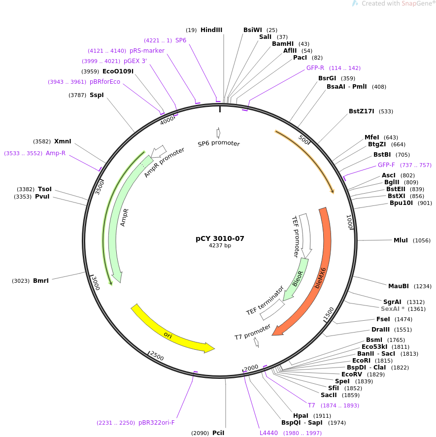 pCY 3010-07质粒图谱